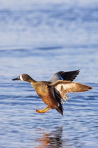 Blue-winged teal landing in wetland, Marion County, Illinois. Art Print